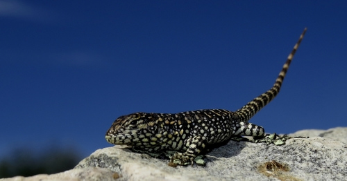 Rock Whorltail Iguana, Stenocercus empetrus