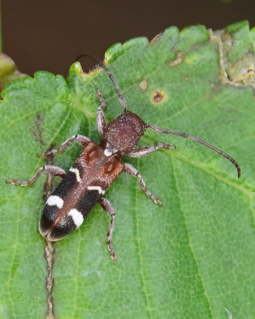 Currant-tip Borer