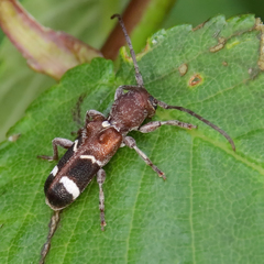 Psenocerus supernotatus