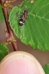 Psenocerus supernotatus