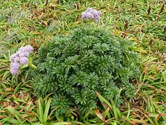 Anisotome latifolia