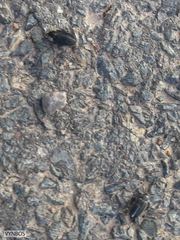 Dermestes