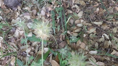 Trifolium stellatum