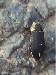 Dermestes