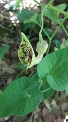 Aristolochia paecilantha