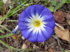 Convolvulus tricolor