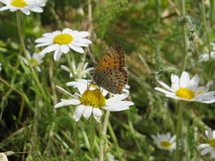 Lycaena bleusei