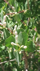 Lonicera arborea