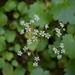 Marshall's Saxifrage - Photo (c) Gail, some rights reserved (CC BY), uploaded by Gail