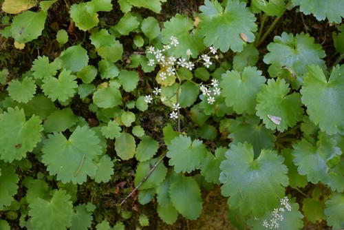 Image of Micranthes marshallii by (c) Gail A Baker, some rights reserved (CC BY)