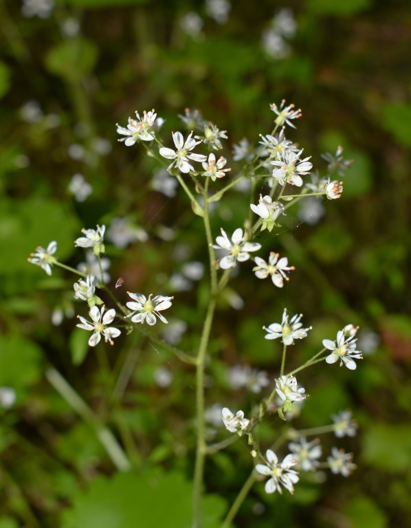 Micranthes marshallii