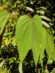 Bauhinia longicuspis