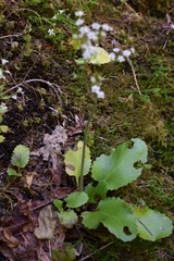 Micranthes marshallii