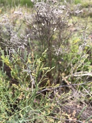 Limonium otolepis