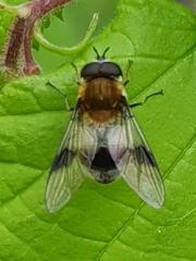 Leucozona lucorum