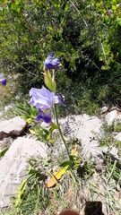 Iris mesopotamica