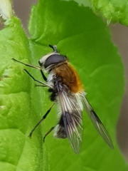 Leucozona lucorum