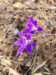 Brodiaea elegans