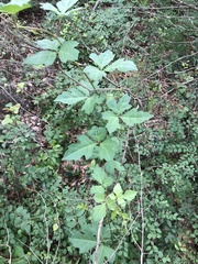Cissus trifoliata