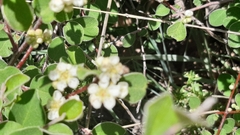 Cotoneaster nummularius