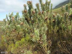 Protea coronata
