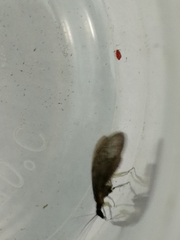 Sympherobius elegans