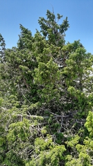 Juniperus drupacea