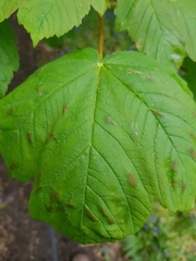 Aceria pseudoplatani