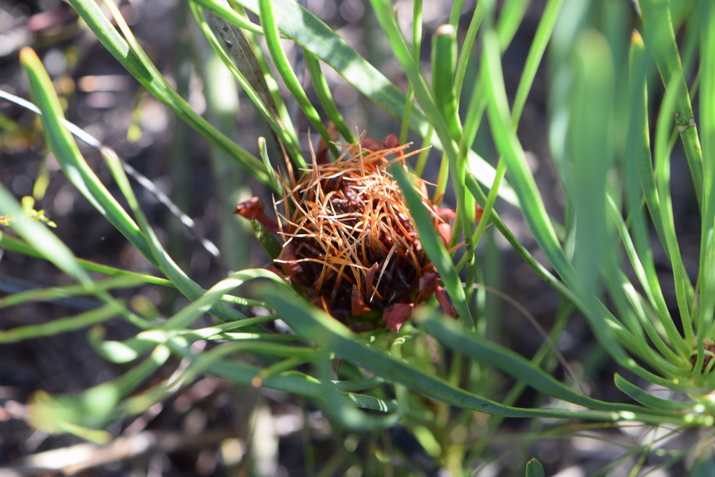 Protea sect. Microgeantae