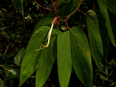 Bauhinia longicuspis