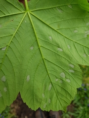 Aceria pseudoplatani