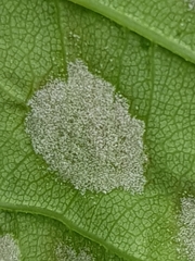 Aceria pseudoplatani