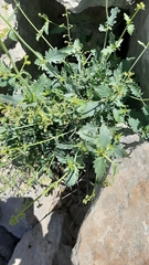 Scrophularia libanotica