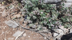 Scutellaria utriculata