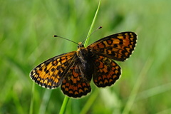 Melitaea trivia