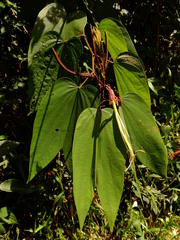 Bauhinia longicuspis