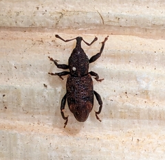 Steremnius carinatus
