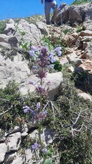 Nepeta cilicia
