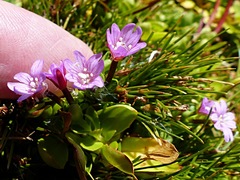 Epilobium confertifolium