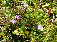 Epilobium confertifolium