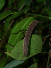 Bauhinia longicuspis