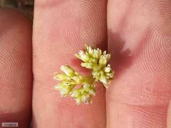 Crassula subulata