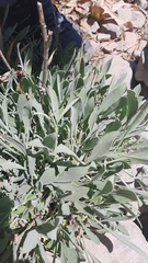 Cephalaria stellipilis