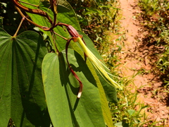 Bauhinia longicuspis