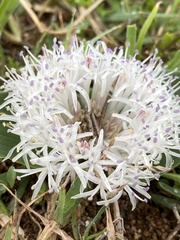 Lachenalia pygmaea