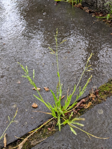 Representative image of Poa infirma