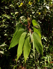 Bauhinia longicuspis