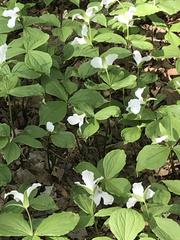 Trillium grandiflorum
