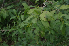 Cestrum laevigatum