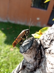Scaphura elegans